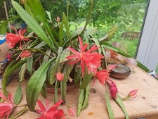 Epiphyllum Orchid Xmas Cactus