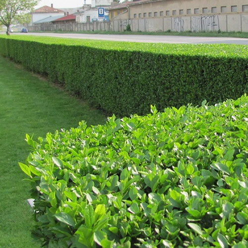 Green privet ligustrum - 5, x
