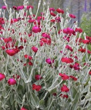 ? Lychnis Coronaria “ Blood Red” 100 Seeds Rose Campion