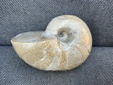 Polished nautilus rare - polished,