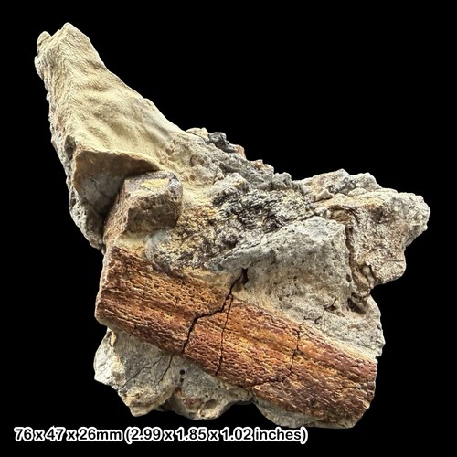 Reptile bone block fossil - bone,