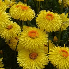 3, 6, 10  Helichrysum  Granvia