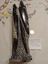 Large Fossil Orthoceras