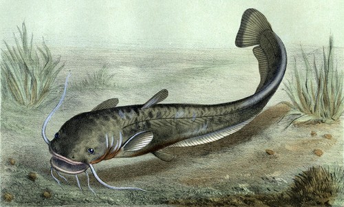 Engraving lithograph fish - lithograph, of