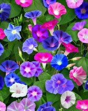Morning glory Ipomoea tricolour Imperial mix 300 seeds+4"FREE PLANT LABEL 