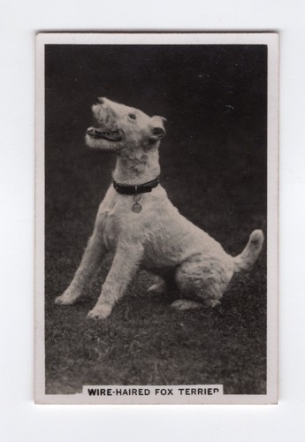 Dogs cigarette card 1939 - card, #25