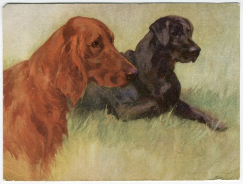 Irish setter labrador - irish,