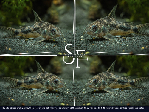 Pepper cory corydoras - pepper,