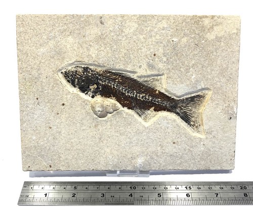 Top quality mioplosus fossil - quality,