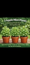 3 X Apple Mint Plants Live