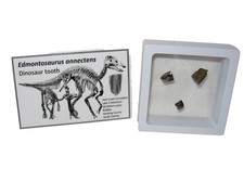 Cretaceous fossil Hell Creek Edmontosaurus hadrosaur dinosaur teeth in display