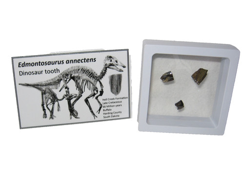 Cretaceous fossil hell creek - cretaceous,