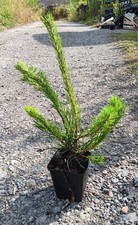 Pinus sylvestris  - Scots Pine in 9cm pot ideal bonsai subject