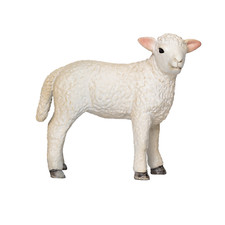 Mojo ROMNEY SHEEP LAMB
