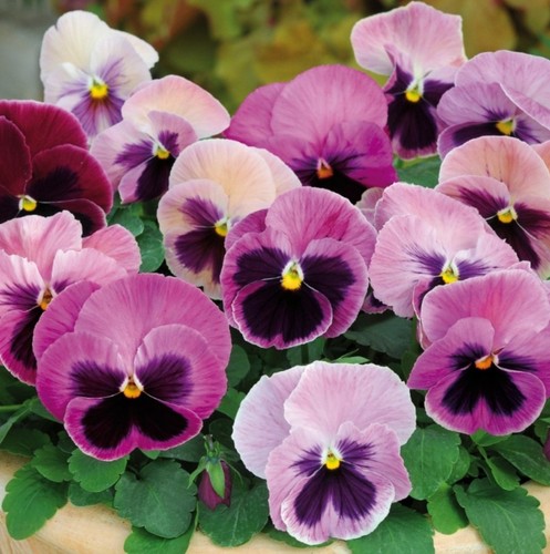 Pansy mini plug plants - , pink