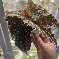 Begonia CHOCOLATE CONE RARE