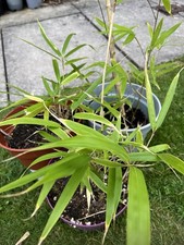 Bamboo living outdoor UK hardy plant 1 litre pot 