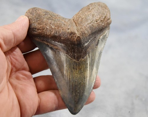 Megalodon shark teeth xlg real - megalodon,