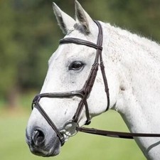 Shires Avignon Grackle Bridle