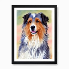 Pyrenean Shepherd 3