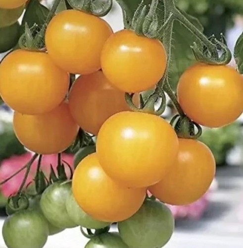 Tomato seeds yellow tom - “,
