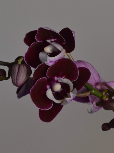 Chocolate drops phalaenopsis - chocolate, drops,