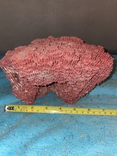 RB6 Red 8" Dead Pipe Coral