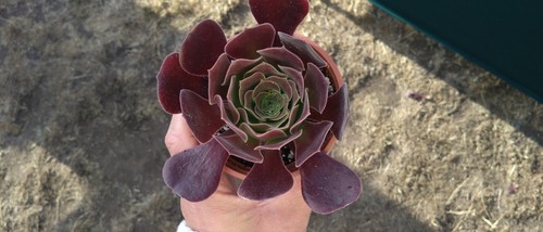 Aeonium durango potted - aeonium,