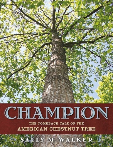 Champion the comeback tale of - comeback,