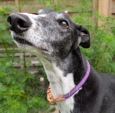 Digby and Fox reflective rope house collar - purple