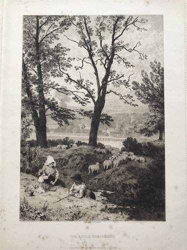 The little shepherds birket - the,