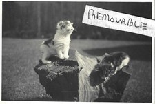 Vintage Old Photo Two Cute Kittens / Cats On Tree Stump Wailing In Garden 1920's