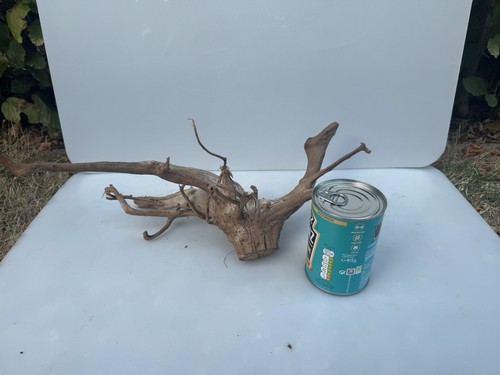 Bogwood spider wood corbo root - spider,