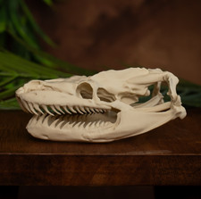 Python Skull Replica XL