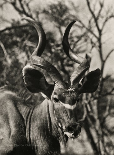 1929 original africa kudu - africa,