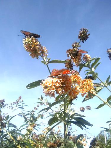 Buddleia butterfly bush - buddleia,