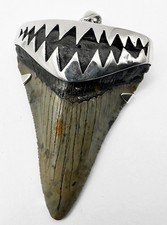 Fossil Megalodon Shark Tooth