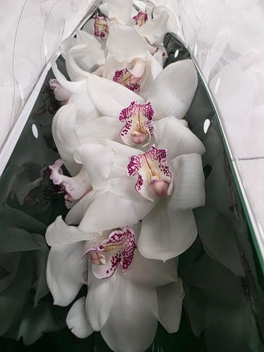 Farm fresh orchid cymbidium - fresh, orchid/cymbidium