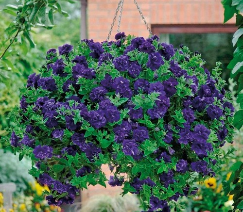 Petunia trailing tumbelina - petunia,