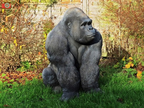 Silverback gorilla life size - silverback,