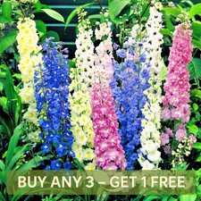 DELPHINIUM PACIFIC TALL MIX -