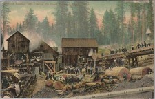 Lumber Mill Cutting Giant