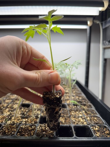 Black cherry tomato - cherry, plug