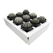 Astrophytum Asterias | Sand Dollar Cactus