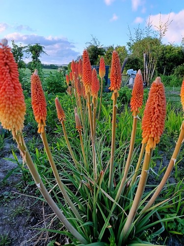 Kniphofia red hot - 3x,