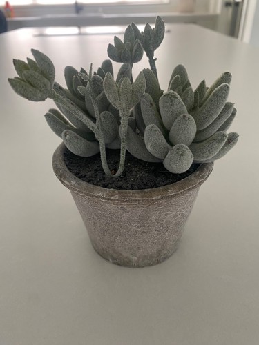Neptune potted faux - succulent,
