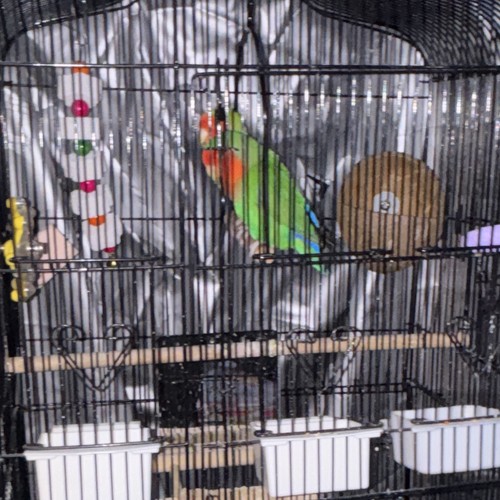 Love birds cage food - love,