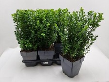 Box Hedging Plants. Buxus Sempervirens Dense Evergreen Hedging Shrubs  X 3 Pots