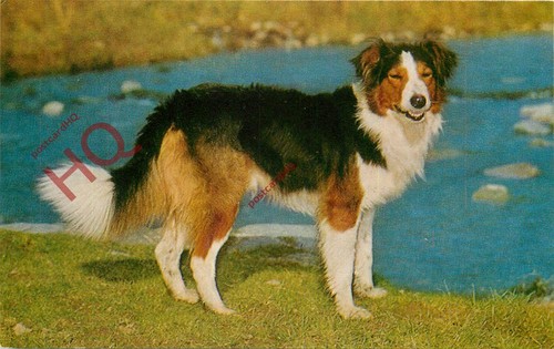 Picture postcard dog - picture, postcard:-dog