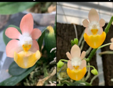 Rare Phalaenopsis lobbii ‘Light Pink’ x ‘skin with Yellow Lip’, miniature orchid